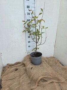 Acer griseum 60-80 cm cont. 5,0L - afbeelding 2