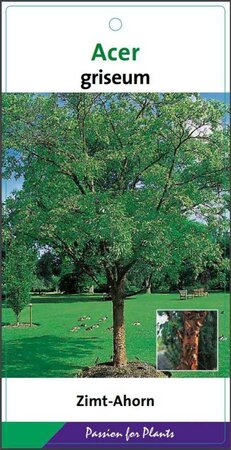Acer griseum 60-80 cm cont. 5,0L - afbeelding 3