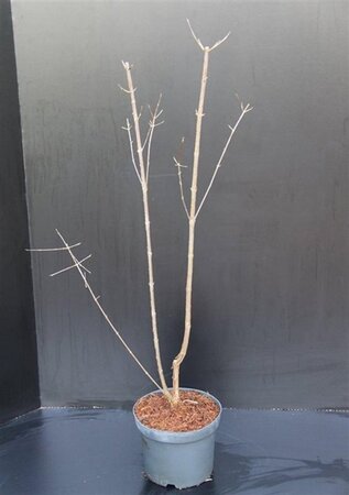 Acer griseum 60-80 cm cont. 5,0L - afbeelding 4