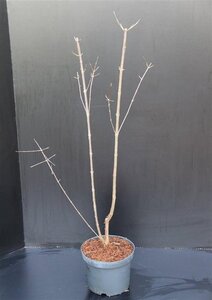 Acer griseum 60-80 cm cont. 5,0L - afbeelding 4