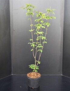 Acer griseum 60-80 cm cont. 5,0L - afbeelding 5