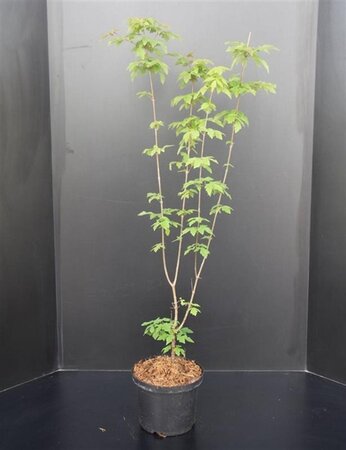 Acer griseum 60-80 cm cont. 5,0L - image 5