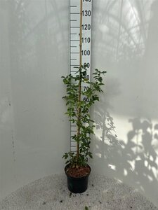 Acer griseum 80-100 cm cont. 5,0L - afbeelding 2