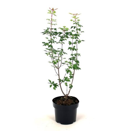 Acer griseum 80-100 cm cont. 5,0L - image 1