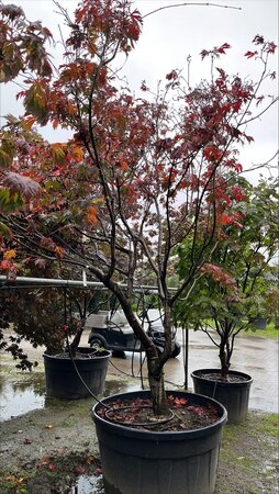 Acer japonicum 'Aconitifolium' 250-300 cm container meerstammig - afbeelding 4
