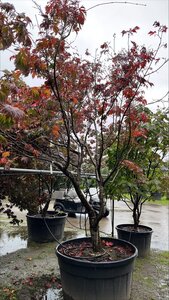Acer japonicum 'Aconitifolium' 250-300 cm container multi-stem - image 4