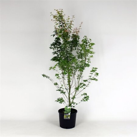 Acer palmatum 100-125 cm cont. 12L - afbeelding 1