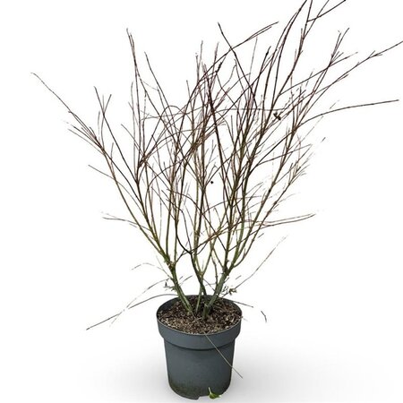 Acer palmatum 100-125 cm cont. 12L - afbeelding 2