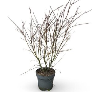Acer palmatum 100-125 cm cont. 12L - afbeelding 2
