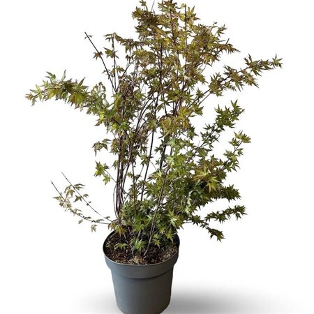 Acer palmatum 100-125 cm cont. 12L - afbeelding 2