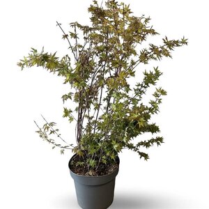 Acer palmatum 100-125 cm cont. 12L - afbeelding 2