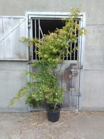Acer palmatum 150-175 cm cont. 25L