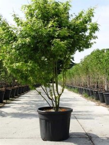 Acer palmatum 175-200 cm cont. 90L meerstammig