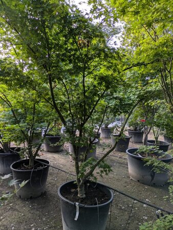 Acer palmatum 250-300 cm container meerstammig - afbeelding 3