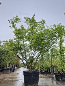 Acer palmatum 250-300 cm container meerstammig - afbeelding 4