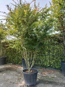 Acer palmatum 250-300 cm container meerstammig - afbeelding 3