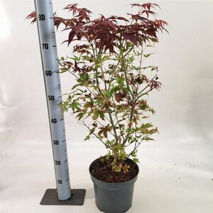 Acer pal. 'Atropurpureum' 60-80 cm cont. 5,0L - afbeelding 10
