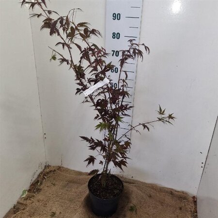 Acer pal. 'Atropurpureum' 60-80 cm cont. 5,0L - afbeelding 7