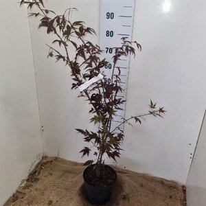 Acer pal. 'Atropurpureum' 60-80 cm cont. 5,0L - afbeelding 7