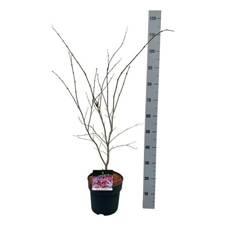 Acer pal. 'Atropurpureum' 60-80 cm cont. 5,0L - afbeelding 3