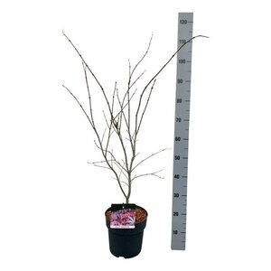 Acer pal. 'Atropurpureum' 60-80 cm cont. 5,0L - afbeelding 3