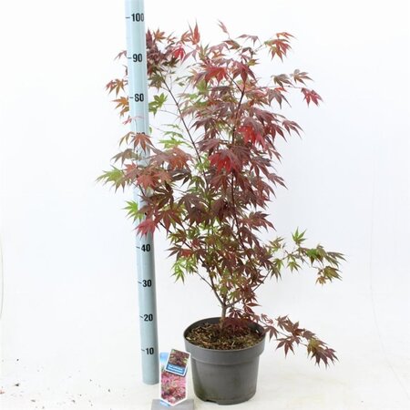 Acer pal. 'Atropurpureum' 60-80 cm cont. 5,0L - afbeelding 9
