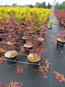 Acer pal. 'Atropurpureum' 60-80 cm cont. 5,0L - afbeelding 5