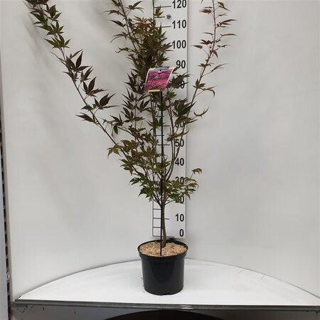 Acer pal. 'Atropurpureum' 60-80 cm cont. 5,0L - afbeelding 9