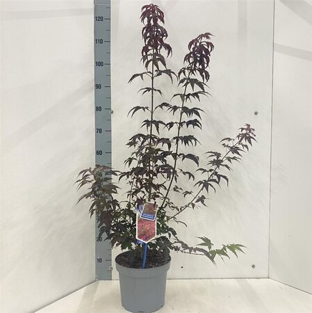 Acer pal. 'Atropurpureum' 60-80 cm cont. 5,0L - afbeelding 8