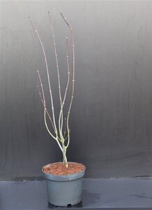 Acer pal. 'Atropurpureum' 60-80 cm cont. 5,0L - afbeelding 16