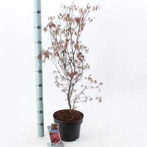 Acer pal. 'Atropurpureum' 60-80 cm cont. 5,0L - afbeelding 7