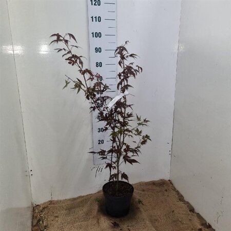 Acer pal. 'Atropurpureum' 60-80 cm cont. 5,0L - afbeelding 8