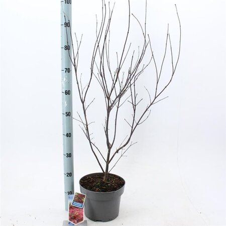 Acer pal. 'Atropurpureum' 60-80 cm cont. 5,0L - afbeelding 6