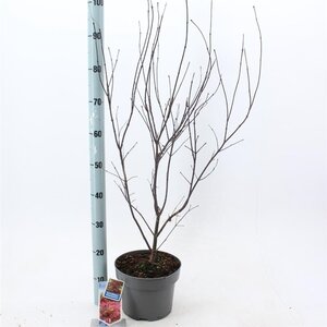 Acer pal. 'Atropurpureum' 60-80 cm cont. 5,0L - afbeelding 6