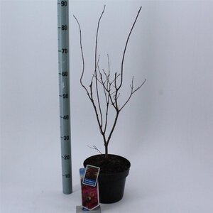 Acer pal. 'Atropurpureum' 60-80 cm cont. 5,0L - afbeelding 5