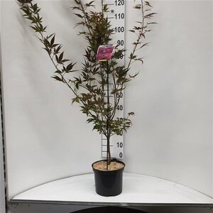 Acer pal. 'Atropurpureum' 60-80 cm cont. 5,0L - afbeelding 4