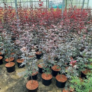 Acer pal. 'Bloodgood' 50-60 cm cont. 5,0L - afbeelding 7