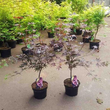 Acer pal. 'Bloodgood' 50-60 cm cont. 5,0L - afbeelding 6