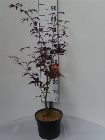 Acer pal. 'Bloodgood' 50-60 cm cont. 5,0L - afbeelding 9