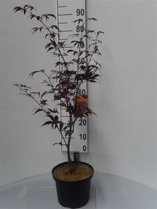 Acer pal. 'Bloodgood' 50-60 cm cont. 5,0L - afbeelding 9
