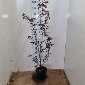 Acer pal. 'Bloodgood' 50-60 cm cont. 5,0L - afbeelding 7