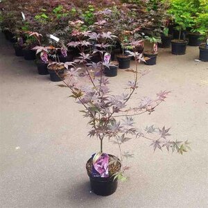 Acer pal. 'Bloodgood' 50-60 cm cont. 5,0L - afbeelding 5
