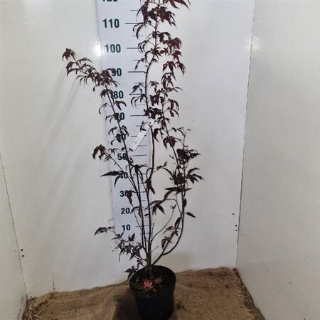Acer pal. 'Bloodgood' 50-60 cm cont. 5,0L - afbeelding 8