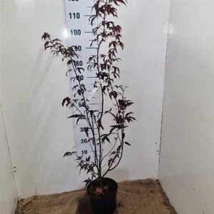 Acer pal. 'Bloodgood' 50-60 cm cont. 5,0L - afbeelding 8