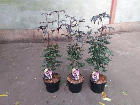 Acer pal. 'Bloodgood' 50-60 cm cont. 5,0L - afbeelding 4