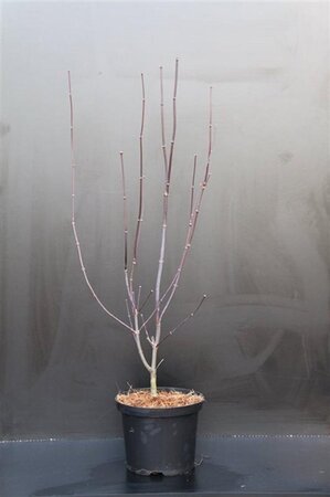 Acer pal. 'Bloodgood' 50-60 cm cont. 5,0L - afbeelding 14