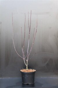 Acer pal. 'Bloodgood' 50-60 cm cont. 5,0L - afbeelding 14