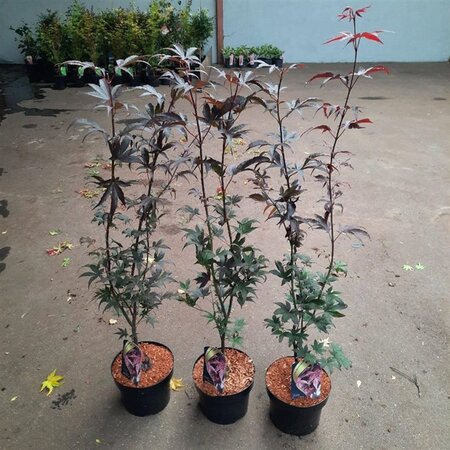Acer pal. 'Bloodgood' 50-60 cm cont. 5,0L - afbeelding 2