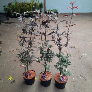 Acer pal. 'Bloodgood' 50-60 cm cont. 5,0L - afbeelding 2