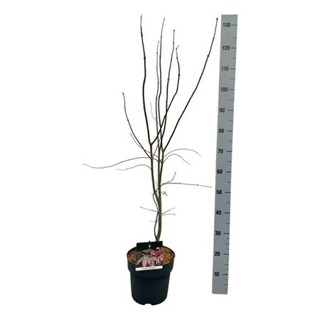 Acer pal. 'Bloodgood' 60-80 cm cont. 5,0L - afbeelding 7
